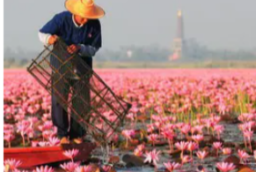 CNN が語るタイの幻想的な紅い蓮の湖