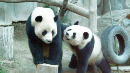 チェンマイ動物園＆水族館