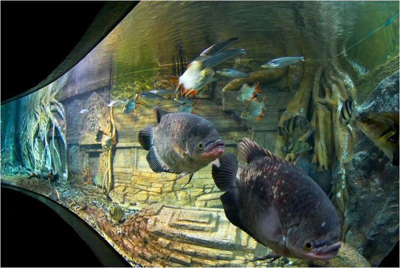 チェンマイ水族館