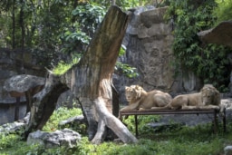 チェンマイ動物園＆水族館