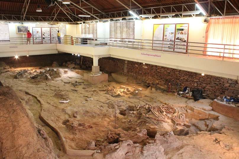 プー・クムカオの恐竜化石（シリントーン博物館）