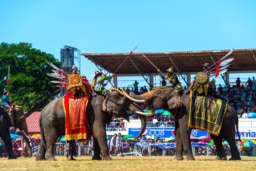 スリン･エレファント･ラウンドアップ･ショー（スリン象祭り）