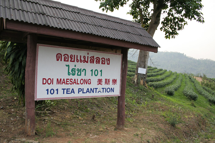 101号茶畑