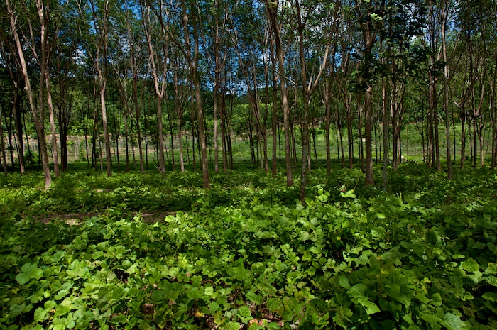 ダフラク海洋国立公園