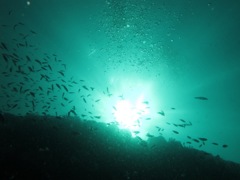 ムック島