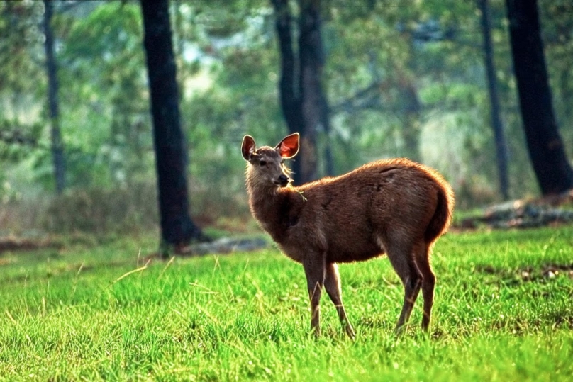 プー・クラドゥン国立公園