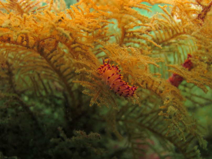 ムック島 【公式】タイ国政府観光庁