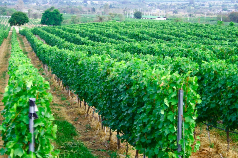 ホアヒン(プラチュアップキリカン)