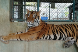 タイガーキングダム・プーケット