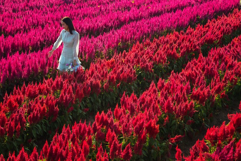 アイ・ラブ・フラワー・ファーム