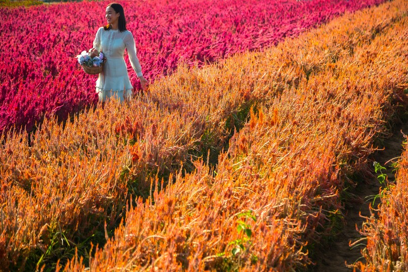 アイ・ラブ・フラワー・ファーム