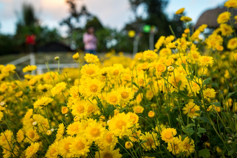 インスタ映え間違いなしのおすすめ花畑4選～チェンマイ～