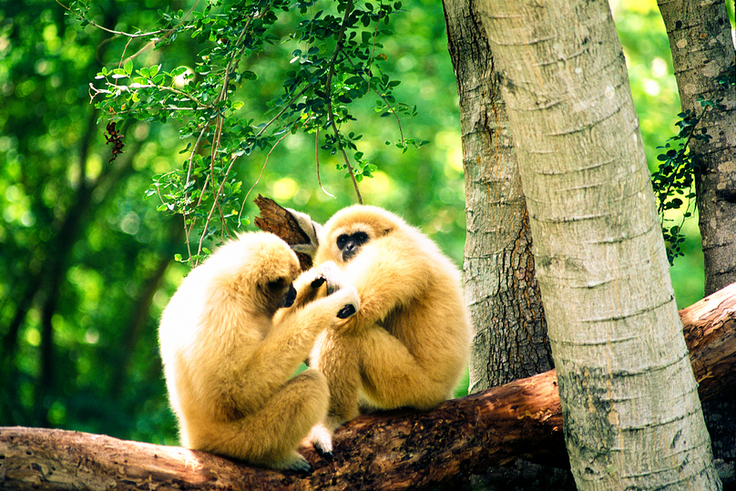 カオキアオ動物園