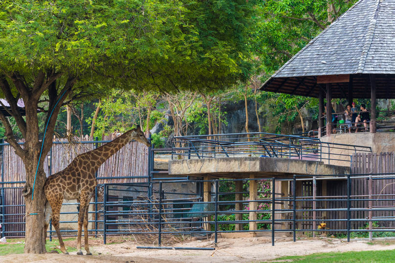 カオキアオ動物園