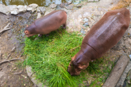 【おうちでタイ】チョンブリー県のカオ・キアオ動物園からカバの親子の動画をお届け！