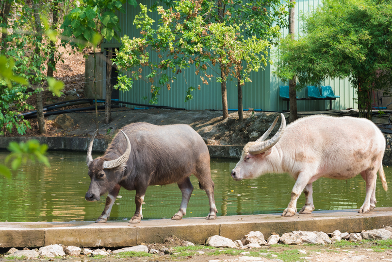 カオキアオ動物園