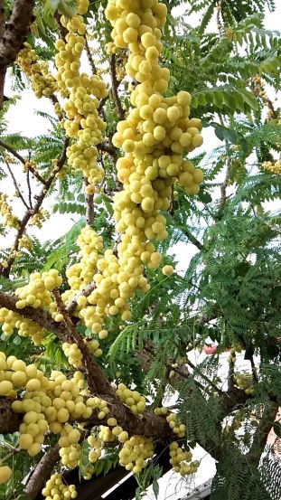 タイで縁起の良い植物