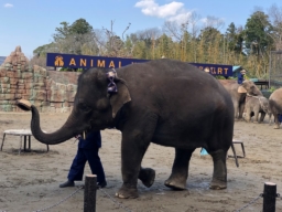 【写真で見る】動物園「アニマルワンダーリゾウト」市原ぞうの国＆サユリワールド
