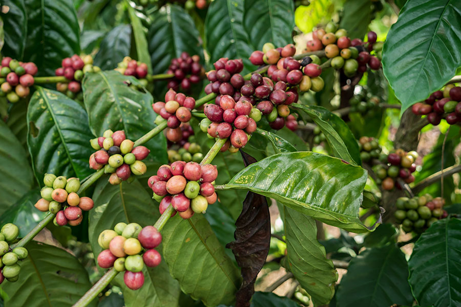 タイのコーヒーについて