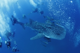 【WEB】Marine Diving Web「現地の海から」タオ島のシーズンがスタート！動画でレポート