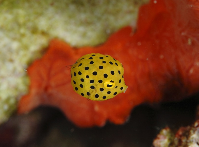 シミラン諸島