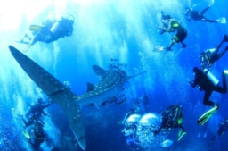 【WEB】「Marine Diving Web」にてタオ島とラチャノイ島のご紹介