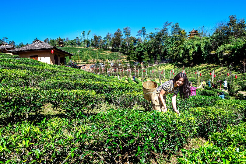 リー・ワイン・ラック・タイ・リゾート