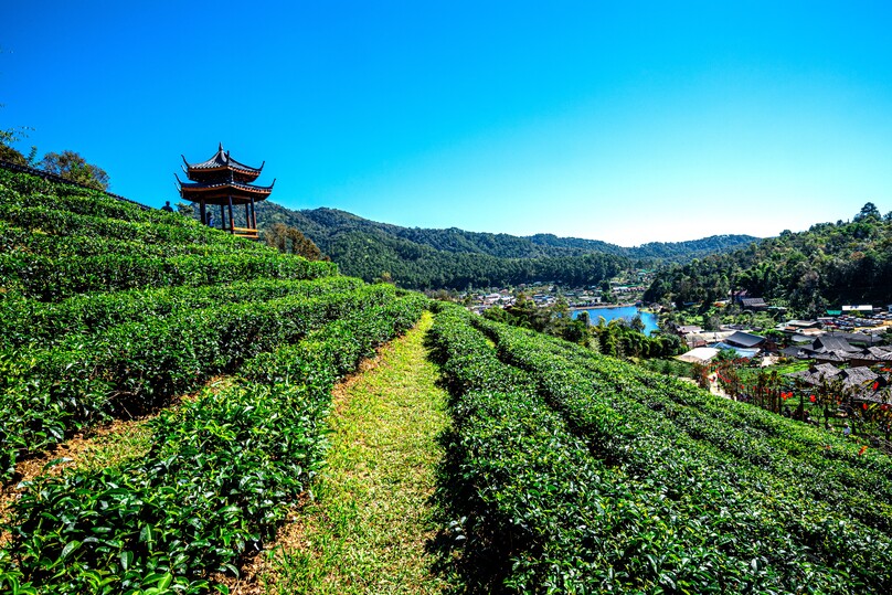 リー・ワイン・ラック・タイ・リゾート