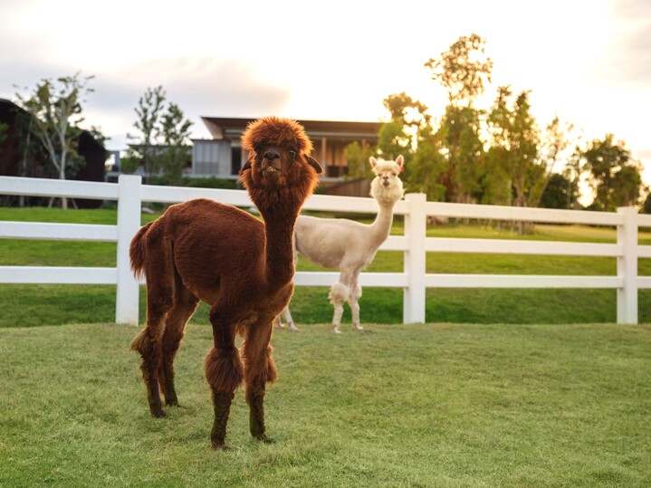 デュシットD2カオヤイ