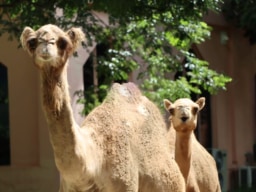 キャメル・リパブリック・チャアム