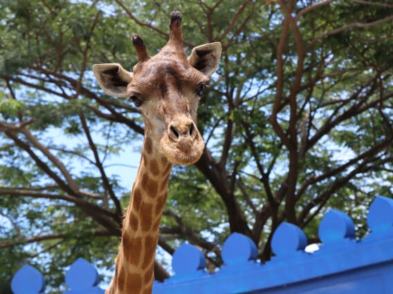 キャメル・リパブリック・チャアム