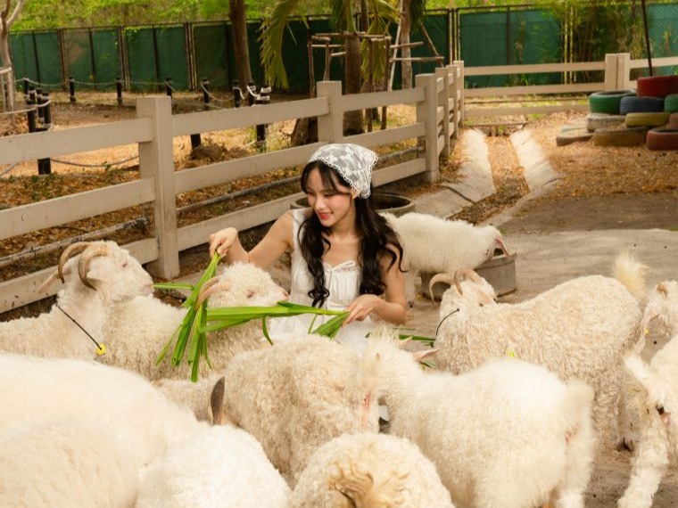 キャメル・リパブリック・チャアム