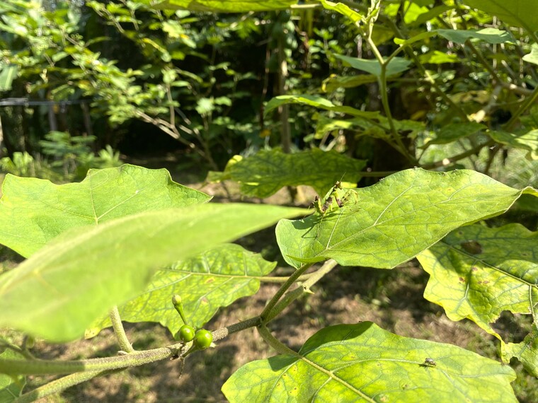 フアイ・ホンクライ王室開発学習センター